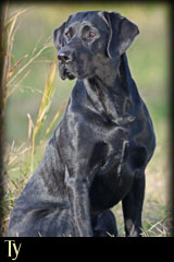 Holzinger Kennels - Ty